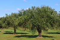 Olive trees on an olive grove against a blue sky