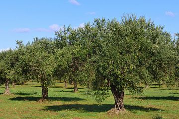 Olijfbomen op een olijfboomgaard tegen een blauwe hemel