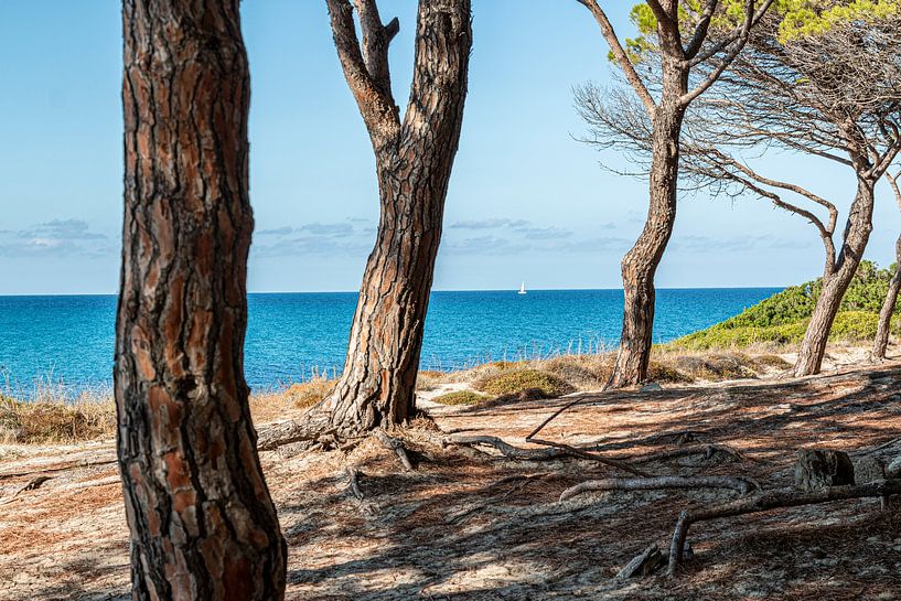 Pine Beach van Thomas Heitz