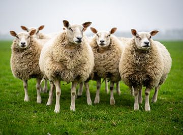 Schapen in de wei(sheep unit) van Jeroen Somers