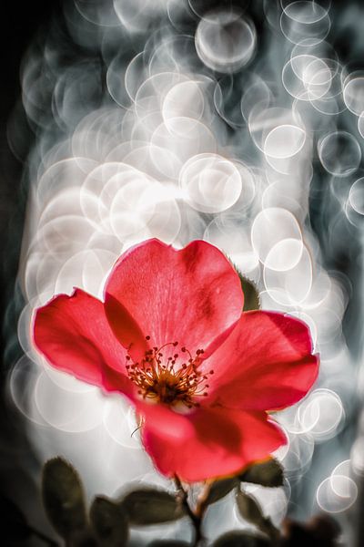 Rose Blossom with Soap Bubble Effect by Nicc Koch