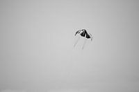 Le gardien de cerf-volant