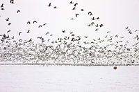 Winterlandschap1