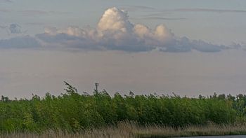 Wolke über Oostvaardersplassen