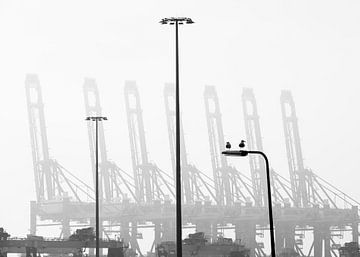 Maasvlakte met meeuwen en kranen van Jack Tummers