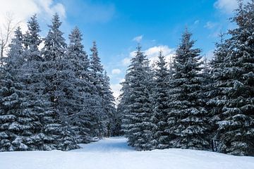Trees in winter time van Rico Ködder