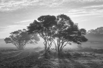 Sunrise on the blossoming purple heather by Ad Jekel