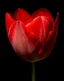 Red tulip