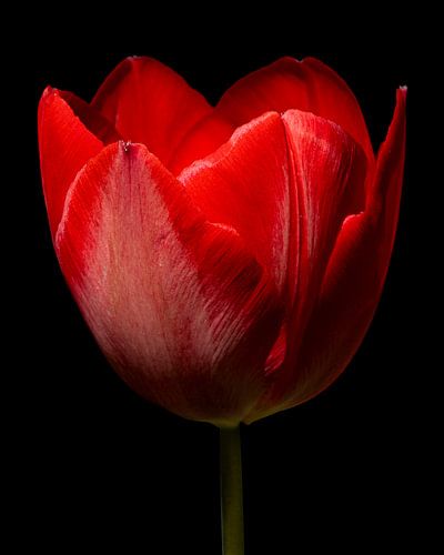 Tulipe rouge