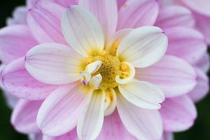 Blume auf Blume