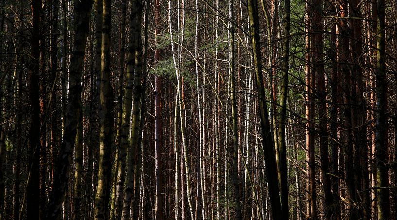 Panorama de la forêt par Thomas Jäger