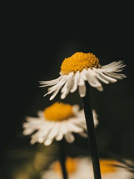 daisy flower van barbara pellegrini