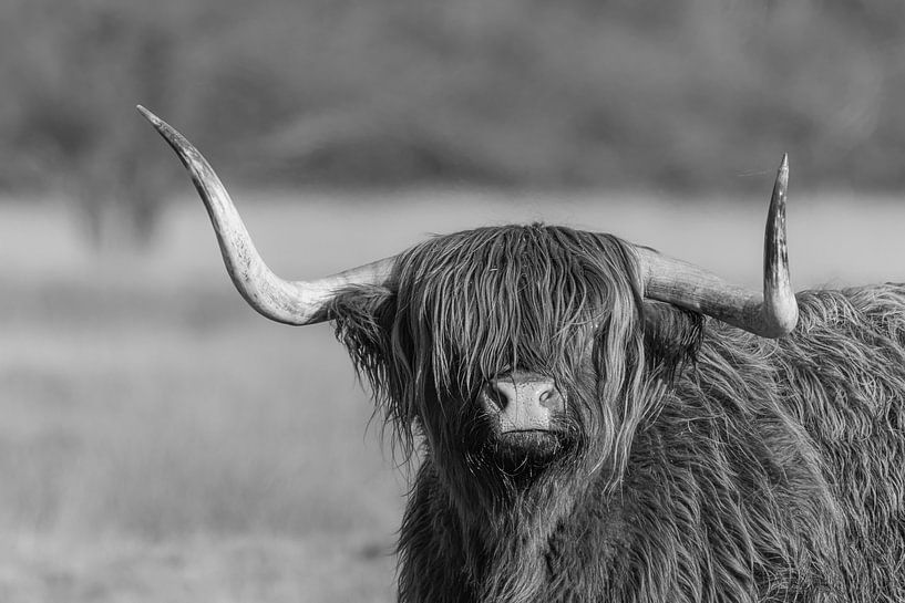 Schotse Hooglander van Marieke Deinum