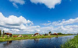 Wiesenlandschaft mit rot-weißen Kühen bei Zevenhoven, Südholland