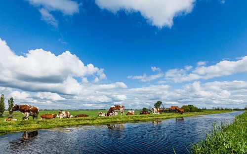 Meadow landscape with red and white cows near Zevenhoven, South Holland