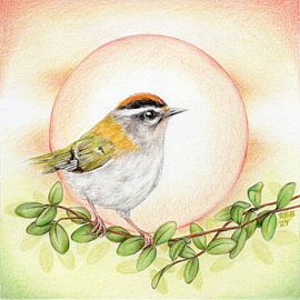 Regulus ignicapilla - Vuurgoudhaantje van Rianne Brugmans van Breugel