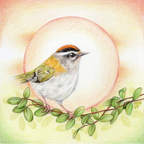Regulus ignicapilla – Feuergoldhähnchen von Rianne Brugmans van Breugel