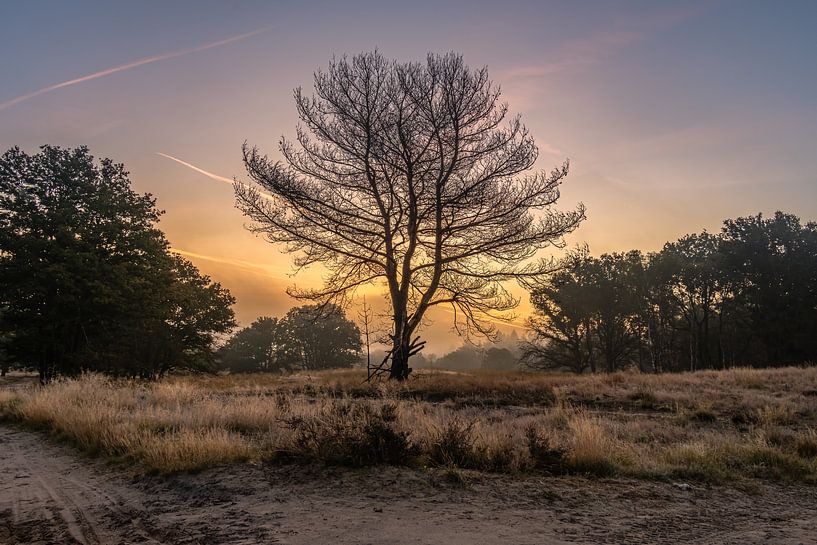 Nationalpark De Meinweg in Limburg - Niederlande von Maurice Meerten