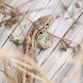 Zandhagedis - Lacerta agilis van Iris Volkmar