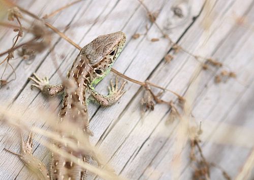 Lézard des sables - Lacerta agilis