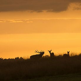 Red deer von Arien Linge