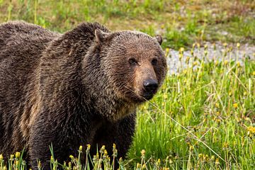 Wilde grizzlybeer in Canada van Roland Brack