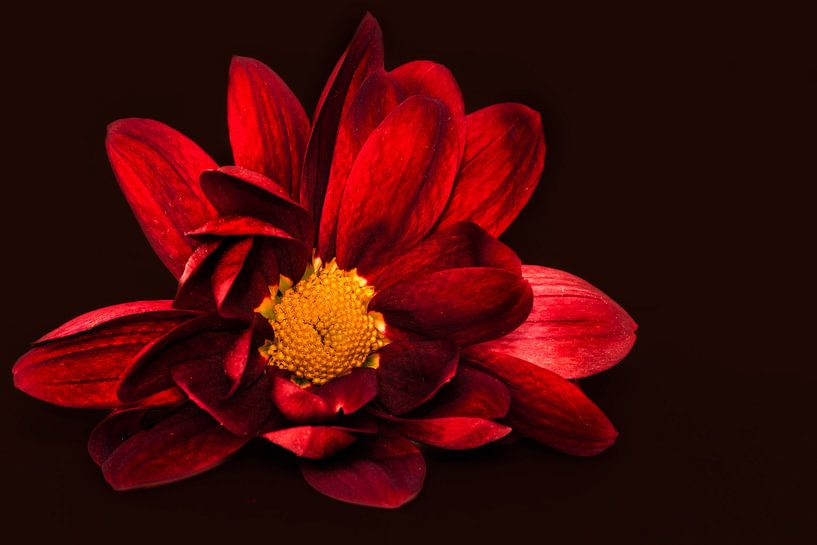 Deep red by Alida van Luijn-Toet