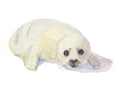 Robbenwelpe, weinend auf weißem, isoliertem Hintergrund von Yvette Stevens Miniaturansicht