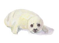Zeehond pup, huiler op witte geisoleerde achtergrond
