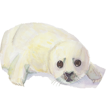Zeehond pup, huiler op witte geisoleerde achtergrond van Yvette Stevens