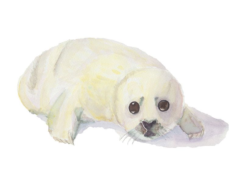 Robbenwelpe, weinend auf weißem, isoliertem Hintergrund von Yvette Stevens