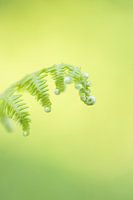 Curly fern leaf with green background
