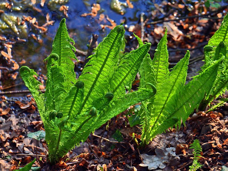 bracken par Edgar Schermaul