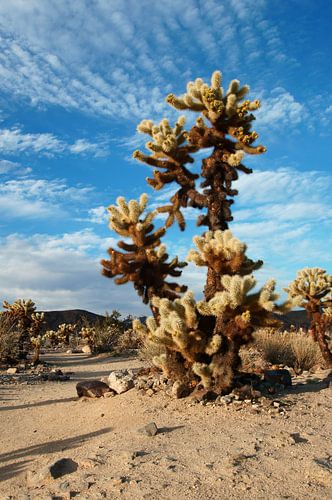 Cholla Cactus Garden