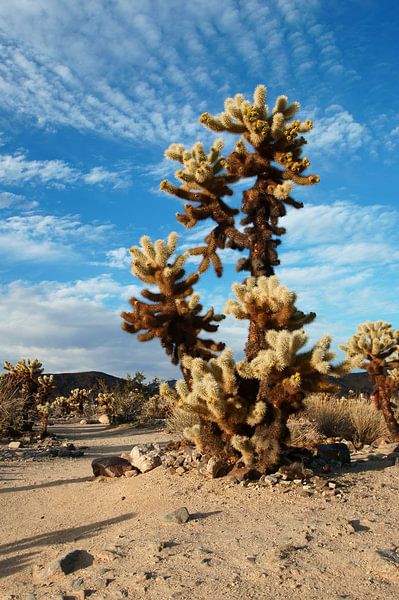 Cholla Cactus Garden par Discover Dutch Nature