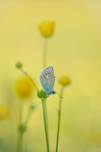Icarusblauwtje tussen de boterbloemen