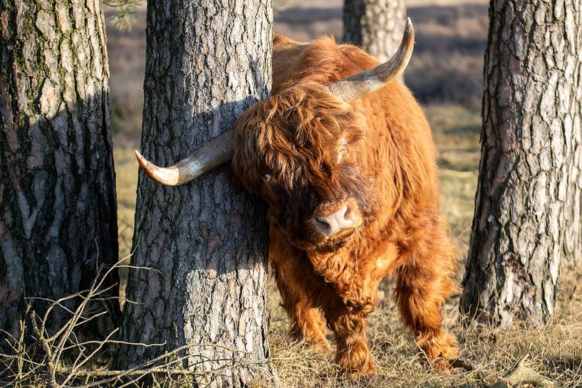 Scottish highlander by Pieter JF Smit