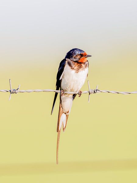 Enjoying the spring sunshine by A.H. Stubij
