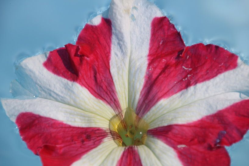 Petunia by Saffira Meijer