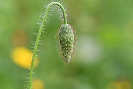Am frühen Morgen hängt eine junge Mohnblumenknospe da und wartet auf ihre Geburt, und ihr Herz wird sich der Wärme der Sonne öffnen von Hauwert Photography
