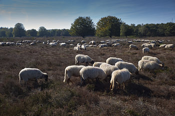 Schafherde
