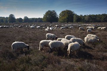 Flock of sheep by Remco Schoonderwoert