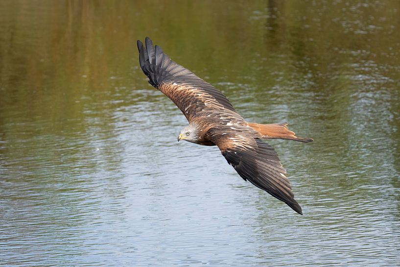 Red Kite in flight by Jan van Vreede