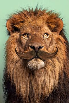 Le lion barbu sur Jonas Loose