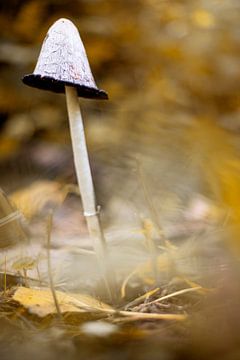 Grote paddenstoel van Yara Verstappen