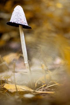 Großer Pilz von Yara Verstappen