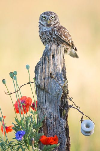 Petite chouette sur un poteau de prairie avec des coquelicots et des bleuets
