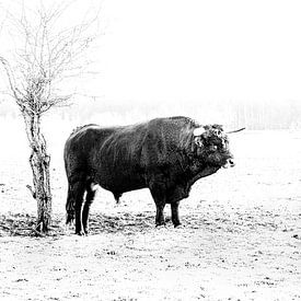 Tauros van Peter Ruijs