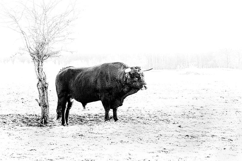 Tauros van Peter Ruijs