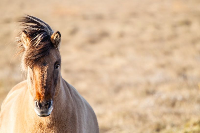 Island von Eric van Nieuwland